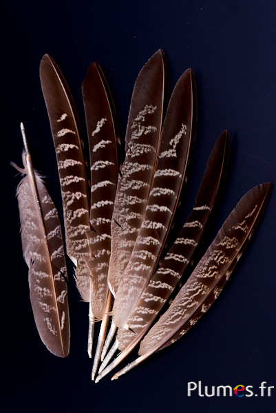 Faisan commun pointu - 18-22 cm - naturel